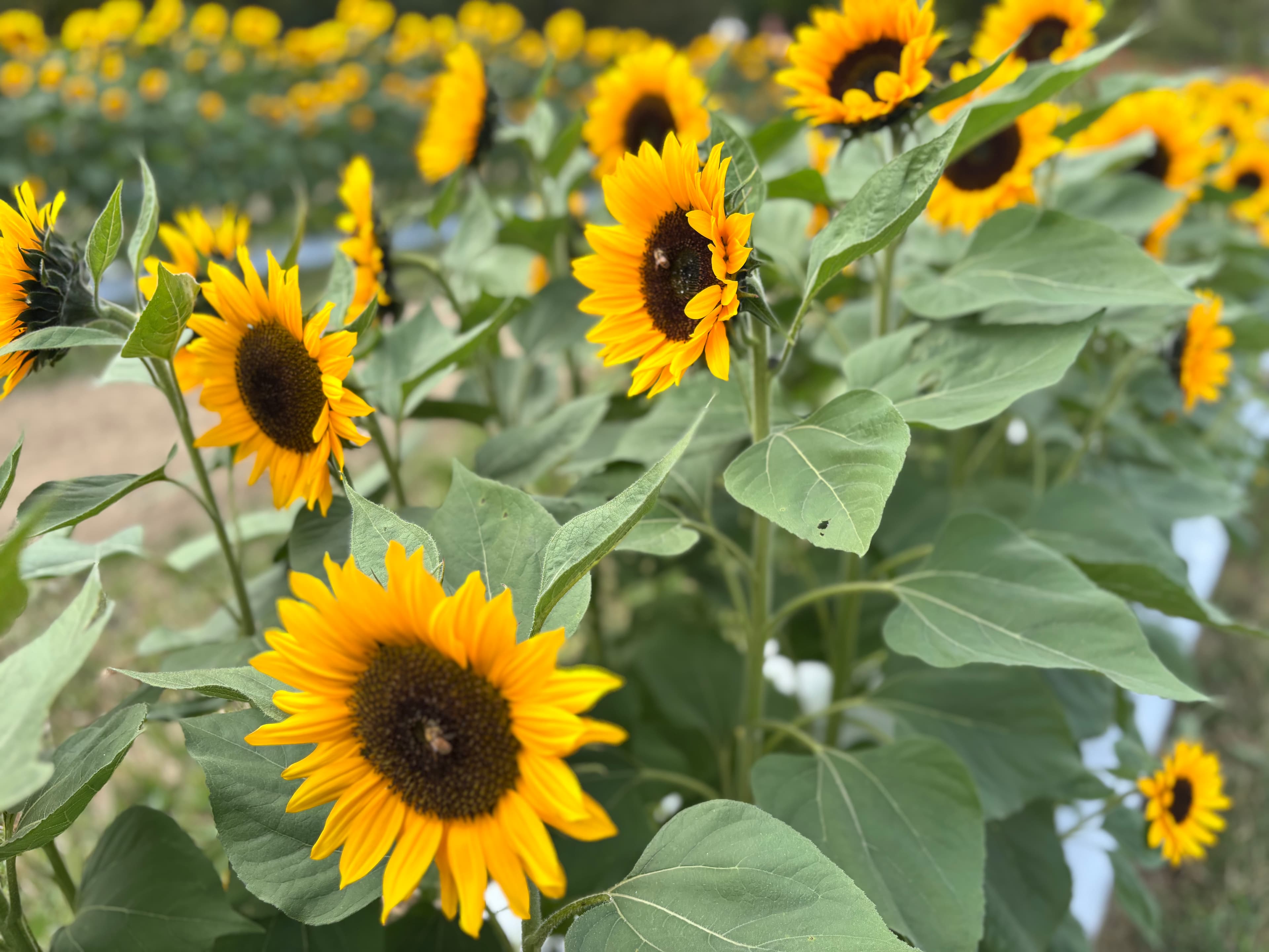 A field of vibrant sunflowers with yellow petals and dark centers.