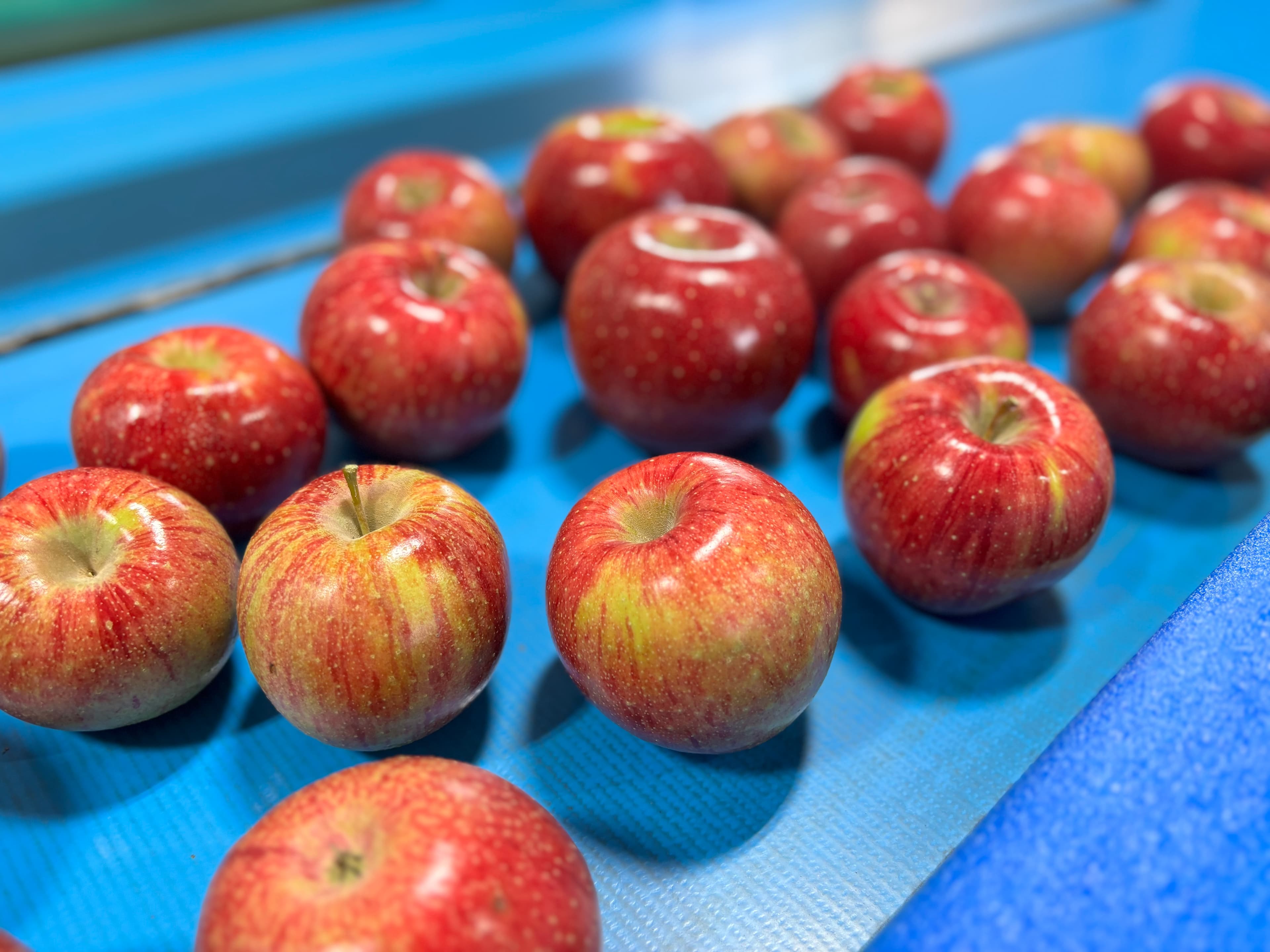 A pile of red apples on a blue surface.