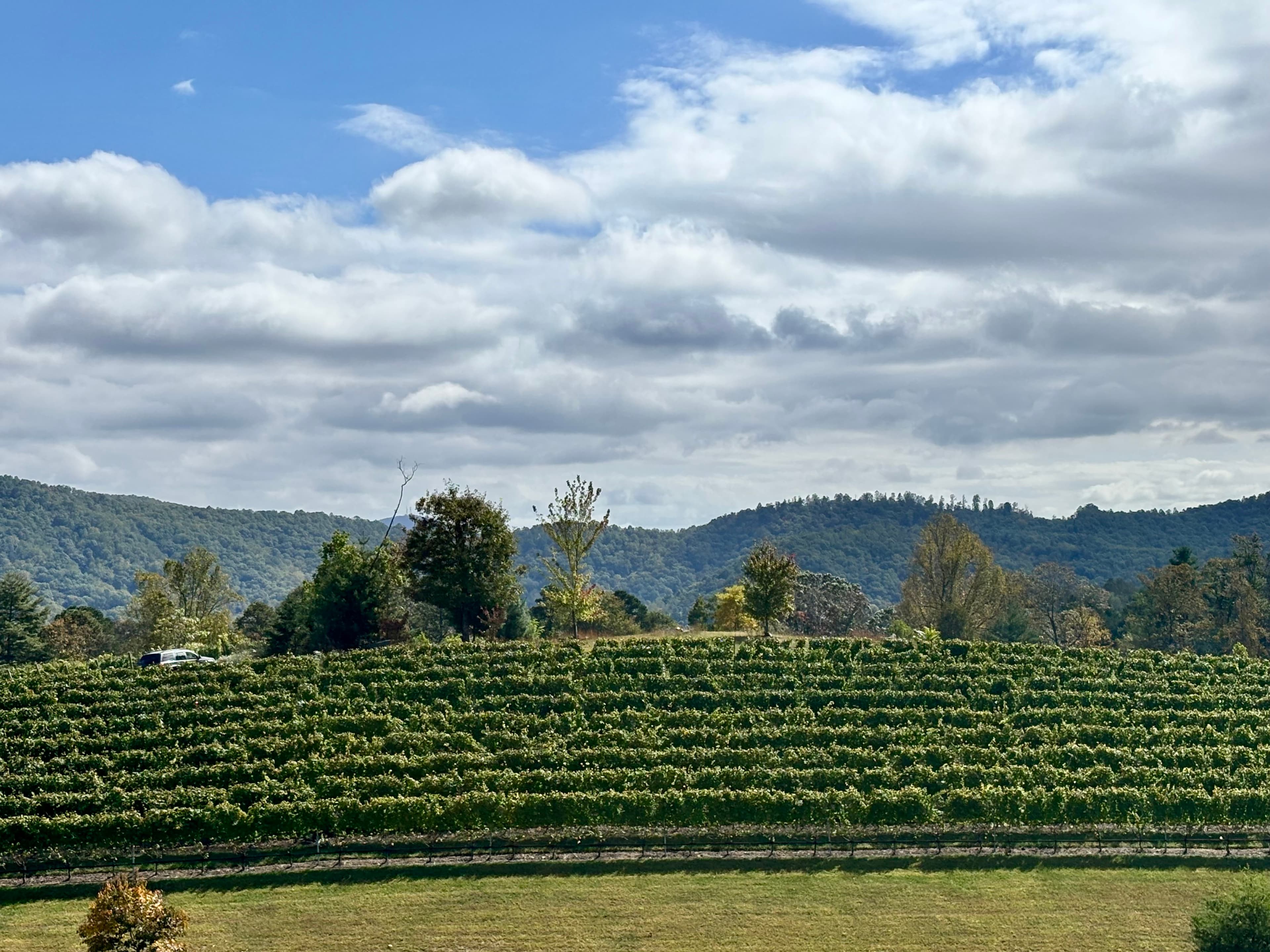 Lush green vineyards stretch across rolling hills under a partly cloudy sky.